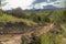 Dirt trail amid grasses and plants on a hill overlooking houses in the valley