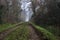 Dirt trail bordered by a stream of water in a park on a foggy day in winter