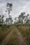 Dirt Trail Through Everglades Prarie
