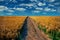 Dirt trail going through wheat field in Cambridge