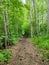 Dirt trail through lush green woods in a Alaskan forest