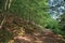 Dirt trail passing through green leafy beech forest