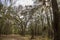 a dirt trail surrounded by lush green weeping willow trees, palm trees and plants with brown fallen leaves covered the footpath