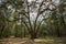 a dirt trail surrounded by lush green weeping willow trees, palm trees and plants with brown fallen leaves covered the footpath