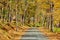 Dirt unpaved road at autumn in Vermont, USA