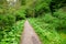 Dirt walking track, Ilam Park, England