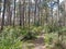 Dirt way with green plants and tall trees in Henry Somerset Reserve, Australia in the summer