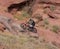 A dirtbike at the cliffhanger competition on labor day in moab