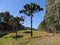 Dirth road with eucalyptus trees on the right side and araucarias on the left side