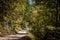 Dirthpath in the middle of deciduous trees in a typical alpine forest in the Julian Alps in Slovenia,