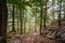 Dirtpath in the middle of deciduous trees in a typical alpine forest in the Julian Alps in Slovenia