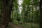 Dirtpath in the middle of deciduous trees in a typical alpine forest in the Julian Alps in Slovenia, during a grey rainy day, in