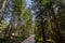 Dirtpath in the middle of deciduous trees in a typical alpine forest in the Julian Alps in Slovenia, during a grey rainy day,