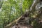 Dirtpath in the middle of deciduous trees in a typical alpine forest in the Julian Alps in Slovenia, during a sunny summer day