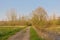 Dirtroad along meadow and bare trees in the Flemish countryside