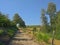 Dirtroad along meadows with trees in the wallonian countryside