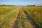 Dirtroad through a field