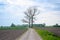 Dirtroad through flemish farmland, leading to two bare trees