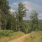 Dirtroad in the forest in the   wallonian countryside.