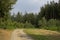 Dirtroad in the forest in the  wallonian countryside.