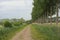 Dirtroad lined by poplar trees in the Flemish countryside