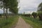 Dirtroad lined by poplar trees and willows in the Flemish countryside