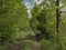 Dirtroad through a lush green spring forest in the flemish countryside.