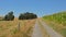 Dirtroad between meadows and corn  fields in the wallonian countryside