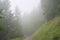Dirtroad through a misty alpine forest
