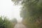 Dirtroad through a misty alpine forest