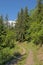 Dirtroad through a sunny spruce forest in the frenchb Alps