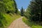 Dirtroad through a sunny spruce forest in the frenchb Alps