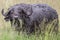 Dirty African buffalo in the Maasai Mara national