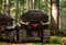 Dirty atv vehicles standing in forest rear trunk view