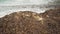 Dirty beach with lot of dry brown seaweed washed on sand, closeup detail