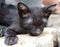 Dirty black kitten on garden floor