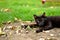 A dirty black stray cat sitting and relaxing in a park in mud