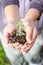 Dirty boy hands holding small young herbal sprout plant.