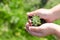 Dirty boy hands holding small young herbal sprout plant.