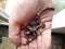 Dirty child hand holding worms and dirt near door