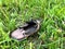 Dirty children`s boot on the grass. Day of Memory and Grief. Lost Children`s Day