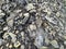 dirty coal gravel texture with soil