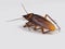 Dirty cockroaches have dead germs on a white background