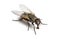 Dirty Common housefly eating, Musca domestica, isolated