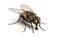 Dirty Common housefly eating, Musca domestica, isolated