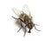 Dirty Common housefly eating, Musca domestica, isolated