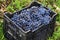 Dirty crate full with Merlot clusters in a vineyard during the vine harvest in Bulgaria. Selective focus