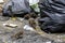 Dirty disgusting rats on area that was filled with sewage, smelly, damp, and garbage bags. Referring to the problem of rats in the