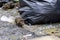 Dirty disgusting rats on area that was filled with sewage, smelly, damp, and garbage bags. Referring to the problem of rats in the
