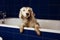 DIRTY DOG BATHING. TERRIER PUPPY ON BLUE BATHTUB WITH PAWS HANGING OVER EDGE